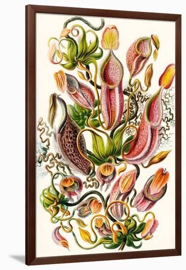 A Collection of Nepenthaceae from 'Kunstformen Der Natur', 1899-Ernst Haeckel-Framed Giclee Print