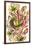 A Collection of Nepenthaceae from 'Kunstformen Der Natur', 1899-Ernst Haeckel-Framed Giclee Print