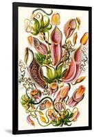 A Collection of Nepenthaceae from 'Kunstformen Der Natur', 1899-Ernst Haeckel-Framed Giclee Print