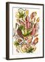 A Collection of Nepenthaceae from 'Kunstformen Der Natur', 1899-Ernst Haeckel-Framed Giclee Print