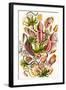 A Collection of Nepenthaceae from 'Kunstformen Der Natur', 1899-Ernst Haeckel-Framed Giclee Print