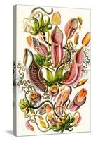 A Collection of Nepenthaceae from 'Kunstformen Der Natur', 1899-Ernst Haeckel-Stretched Canvas