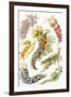 A Collection of Nudibranchia from 'Kunstformen Der Natur', 1899-Ernst Haeckel-Framed Premium Giclee Print