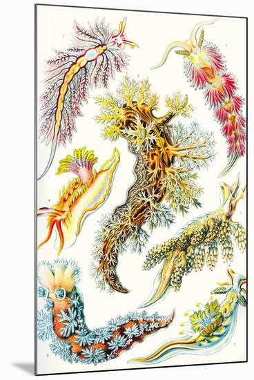 A Collection of Nudibranchia from 'Kunstformen Der Natur', 1899-Ernst Haeckel-Mounted Premium Giclee Print