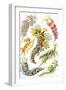 A Collection of Nudibranchia from 'Kunstformen Der Natur', 1899-Ernst Haeckel-Framed Giclee Print