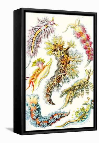 A Collection of Nudibranchia from 'Kunstformen Der Natur', 1899-Ernst Haeckel-Framed Stretched Canvas