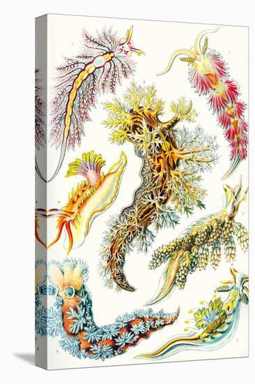 A Collection of Nudibranchia from 'Kunstformen Der Natur', 1899-Ernst Haeckel-Stretched Canvas