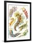 A Collection of Nudibranchia from 'Kunstformen Der Natur', 1899-Ernst Haeckel-Framed Giclee Print