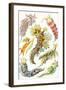 A Collection of Nudibranchia from 'Kunstformen Der Natur', 1899-Ernst Haeckel-Framed Giclee Print