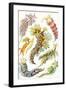 A Collection of Nudibranchia from 'Kunstformen Der Natur', 1899-Ernst Haeckel-Framed Giclee Print