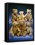 A Collection of Steiff Teddy Bears-Steiff-Framed Stretched Canvas