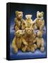 A Collection of Steiff Teddy Bears-Steiff-Framed Stretched Canvas