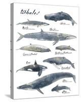 A Collection of Whales-Ken Hurd-Stretched Canvas