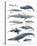 A Collection of Whales-Ken Hurd-Stretched Canvas