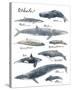 A Collection of Whales-Ken Hurd-Stretched Canvas