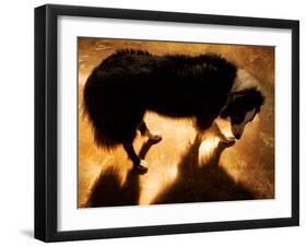 A Collie Dog Standing in the Evening Sunlight-Susan Bein-Framed Photographic Print