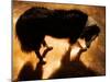 A Collie Dog Standing in the Evening Sunlight-Susan Bein-Mounted Photographic Print