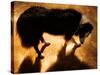 A Collie Dog Standing in the Evening Sunlight-Susan Bein-Stretched Canvas