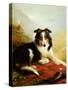 A Collie, the Guardian of the Flock, 1908-Edwin Douglas-Stretched Canvas