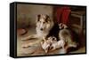 A Collie with Fox Terrier Puppies, 1913-Walter Hunt-Framed Stretched Canvas