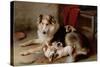 A Collie with Fox Terrier Puppies, 1913-Walter Hunt-Stretched Canvas