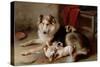 A Collie with Fox Terrier Puppies, 1913-Walter Hunt-Stretched Canvas