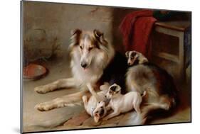 A Collie with Fox Terrier Puppies, 1913-Walter Hunt-Mounted Giclee Print