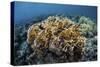 A Colony of Fire Coral Grows Near Alor, Indonesia-Stocktrek Images-Stretched Canvas