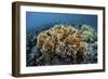 A Colony of Fire Coral Grows Near Alor, Indonesia-Stocktrek Images-Framed Photographic Print