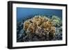 A Colony of Fire Coral Grows Near Alor, Indonesia-Stocktrek Images-Framed Photographic Print