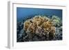 A Colony of Fire Coral Grows Near Alor, Indonesia-Stocktrek Images-Framed Photographic Print