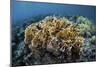 A Colony of Fire Coral Grows Near Alor, Indonesia-Stocktrek Images-Mounted Photographic Print