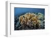 A Colony of Fire Coral Grows Near Alor, Indonesia-Stocktrek Images-Framed Photographic Print