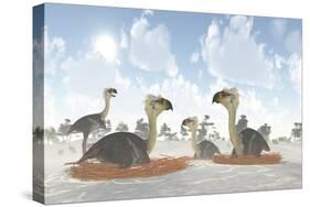 A Colony of Nesting Female Phorusrhacos During the Miocene Era-Stocktrek Images-Stretched Canvas