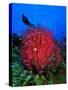 A Colony of Scarlet Red Soft Quirt Corals-Andrea Ferrari-Stretched Canvas