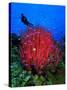 A Colony of Scarlet Red Soft Quirt Corals-Andrea Ferrari-Stretched Canvas