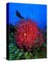 A Colony of Scarlet Red Soft Quirt Corals-Andrea Ferrari-Stretched Canvas
