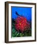 A Colony of Scarlet Red Soft Quirt Corals-Andrea Ferrari-Framed Photographic Print