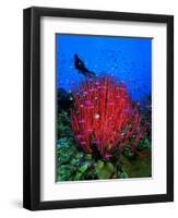 A Colony of Scarlet Red Soft Quirt Corals-Andrea Ferrari-Framed Photographic Print