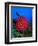 A Colony of Scarlet Red Soft Quirt Corals-Andrea Ferrari-Framed Photographic Print
