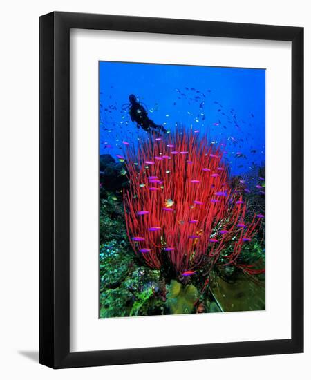 A Colony of Scarlet Red Soft Quirt Corals-Andrea Ferrari-Framed Photographic Print