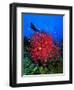 A Colony of Scarlet Red Soft Quirt Corals-Andrea Ferrari-Framed Photographic Print