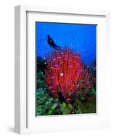 A Colony of Scarlet Red Soft Quirt Corals-Andrea Ferrari-Framed Photographic Print