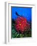 A Colony of Scarlet Red Soft Quirt Corals-Andrea Ferrari-Framed Photographic Print