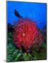 A Colony of Scarlet Red Soft Quirt Corals-Andrea Ferrari-Mounted Photographic Print