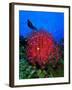 A Colony of Scarlet Red Soft Quirt Corals-Andrea Ferrari-Framed Photographic Print