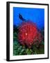 A Colony of Scarlet Red Soft Quirt Corals-Andrea Ferrari-Framed Photographic Print