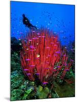 A Colony of Scarlet Red Soft Quirt Corals-Andrea Ferrari-Mounted Photographic Print