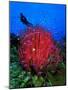 A Colony of Scarlet Red Soft Quirt Corals-Andrea Ferrari-Mounted Photographic Print