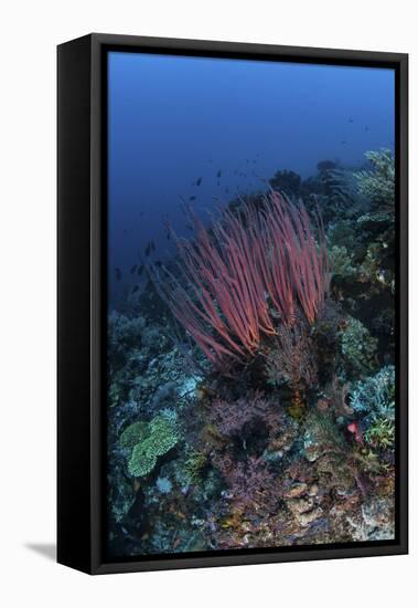 A Colony of Sea Whips Grows on a Coral Reef in Indonesia-Stocktrek Images-Framed Stretched Canvas